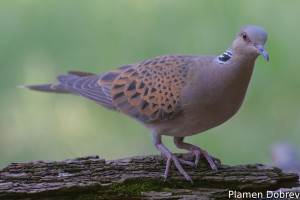 European Turtle Dove/Гургулица