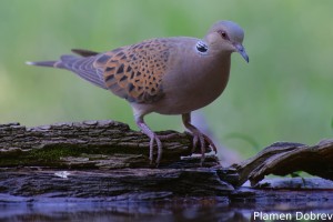 European Turtle Dove/Гургулица
