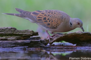 European Turtle Dove/Гургулица