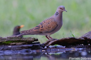 European Turtle Dove/Гургулица