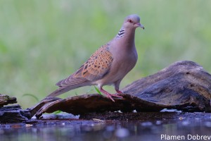 European Turtle Dove/Гургулица