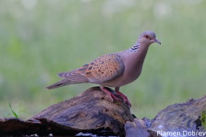 European Turtle Dove/Гургулица