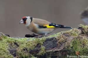 Щиглец/Goldfinch