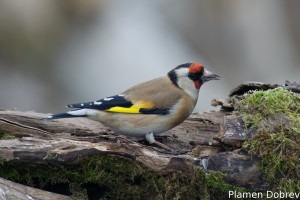 Щиглец/Goldfinch