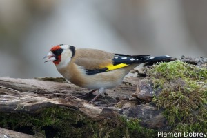 Щиглец/Goldfinch