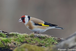 Щиглец/Goldfinch