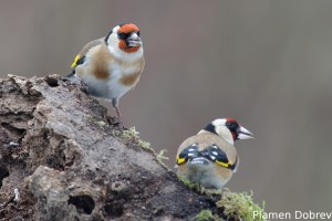 Щиглец/Goldfinch