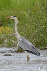 Gray Heron/Сива Чапла