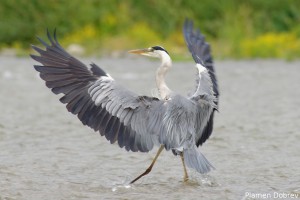 Gray Heron/Сива Чапла