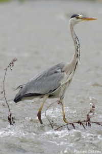Gray Heron/Сива Чапла