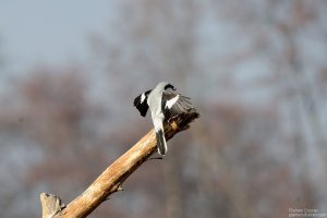 great-gray-shrike-1