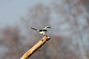 great-gray-shrike-2