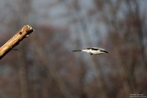 great-gray-shrike-3