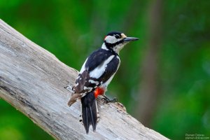 great spotted woodpecker