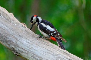 great spotted woodpecker