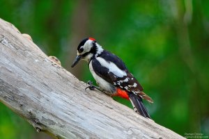 great spotted woodpecker