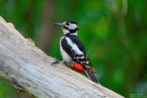 great spotted woodpecker