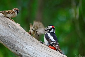 great spotted woodpecker
