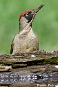 Green Woodpecker/Зелен Кълвач