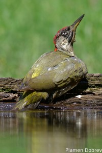 Green Woodpecker/Зелен Кълвач