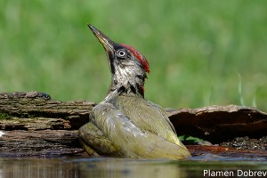 Green Woodpecker/Зелен Кълвач