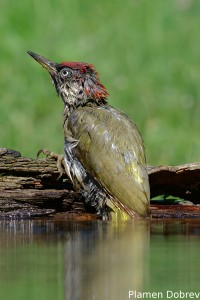 Green Woodpecker/Зелен Кълвач