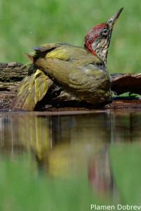 Green Woodpecker/Зелен Кълвач