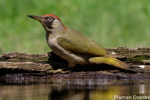 Green Woodpecker/Зелен Кълвач