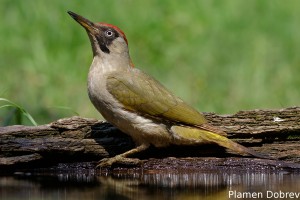 Green Woodpecker/Зелен Кълвач
