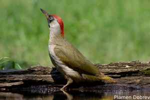 Green Woodpecker/Зелен Кълвач