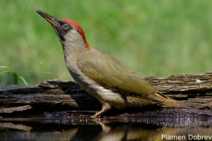 Green Woodpecker/Зелен Кълвач