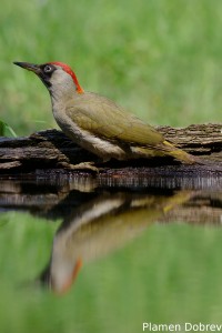 Green Woodpecker/Зелен Кълвач