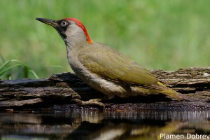 Green Woodpecker/Зелен Кълвач