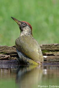 Green Woodpecker/Зелен Кълвач