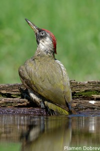 Green Woodpecker/Зелен Кълвач