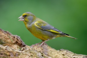 Male Greenfinch/Мъжка Зеленика