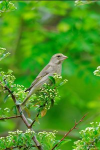 greenfinch