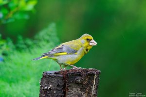 greenfinch