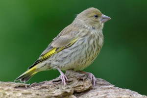 Greenfinch Juvenile/Млада зеленика