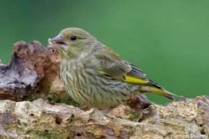 Greenfinch Juvenile/Млада зеленика