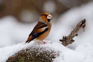 Hawfinch/Черешарка