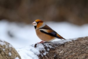 Hawfinch/Черешарка