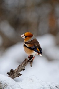 Hawfinch/Черешарка