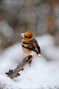 Hawfinch/Черешарка
