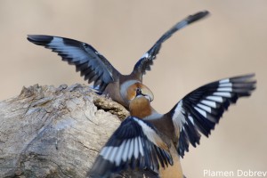 Hawfinch/Черешарка