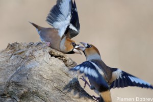Hawfinch/Черешарка