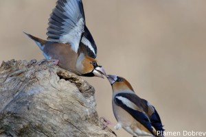 Hawfinch/Черешарка