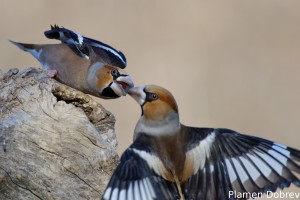 Hawfinch/Черешарка
