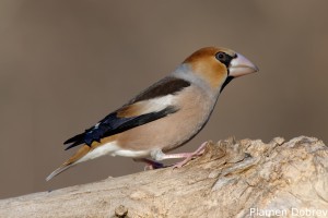 Hawfinch/Черешарка