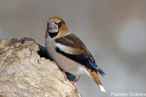 Hawfinch/Черешарка